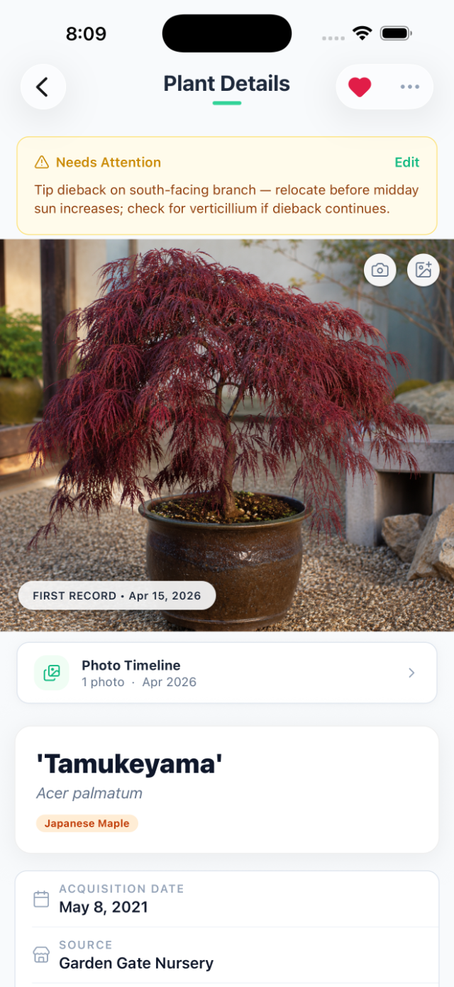 Leafolio plant detail page for a Tamukeyama Japanese maple